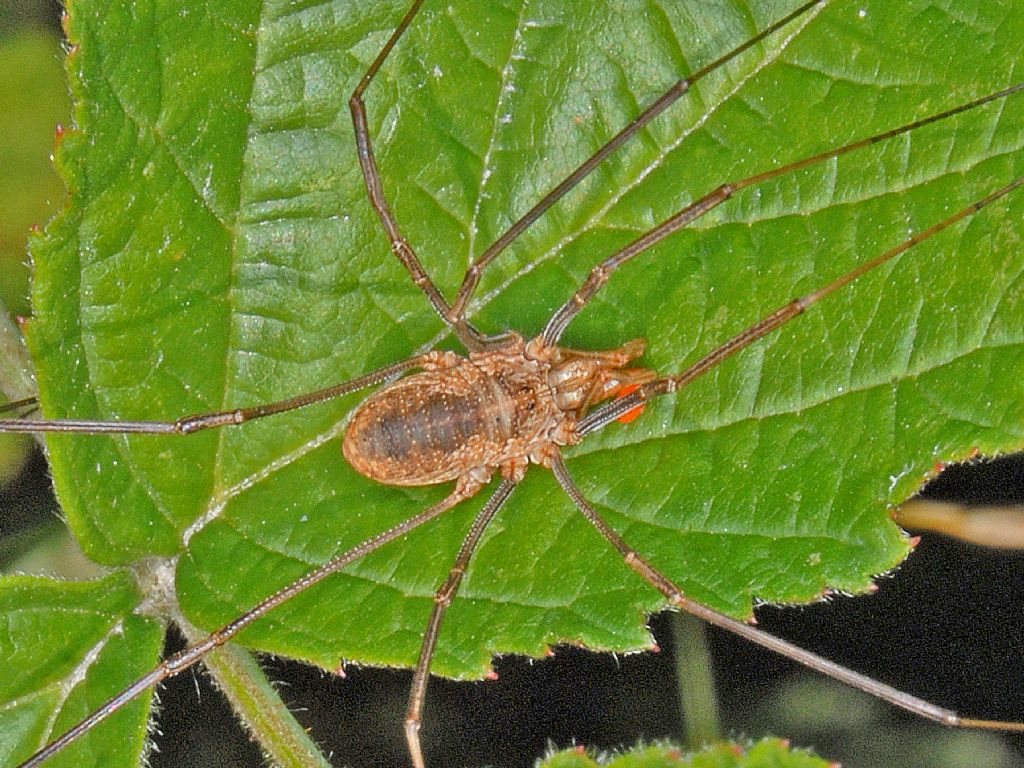 Phalangium opilio, maschio